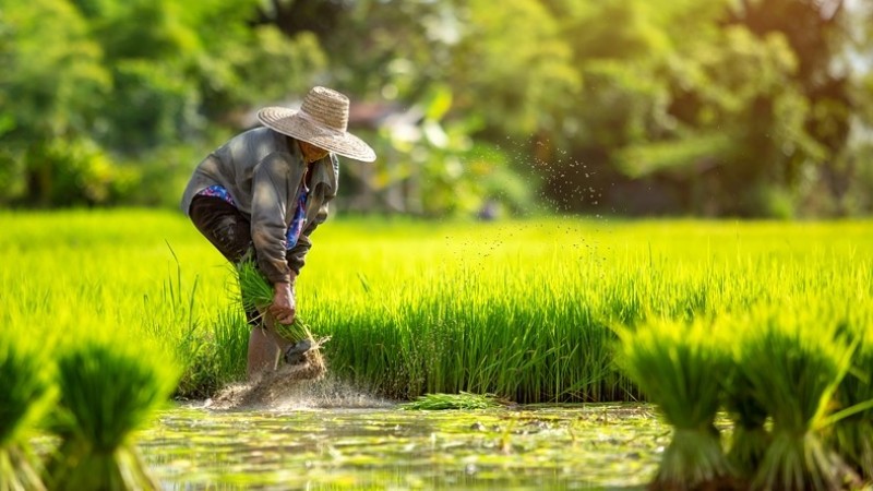 Keanekaragaman Mata Pencaharian Penduduk Vietnam